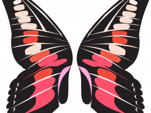 Butterfly Wings PNG Photos