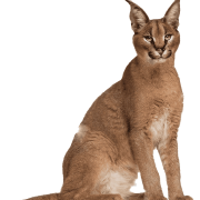 Caracal PNG Image