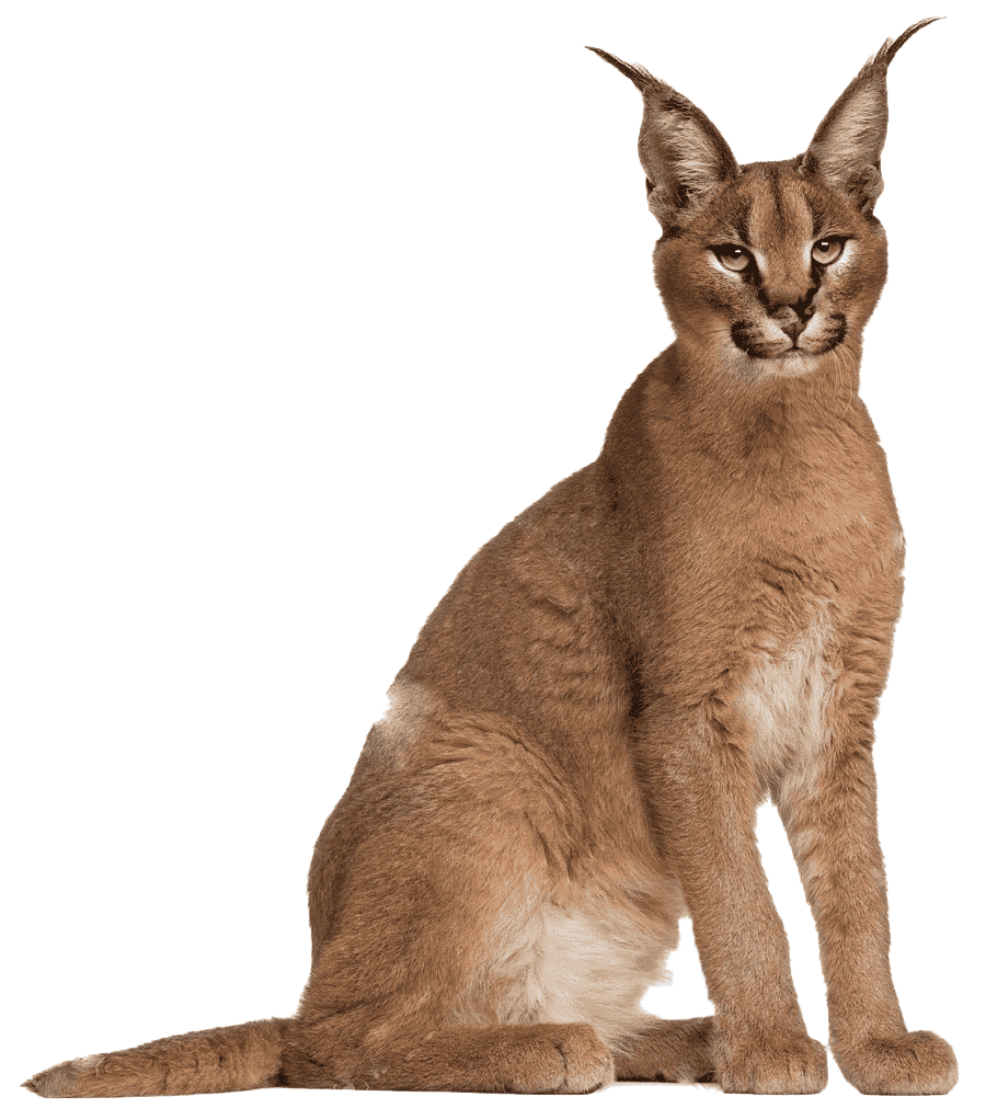 Caracal PNG Image