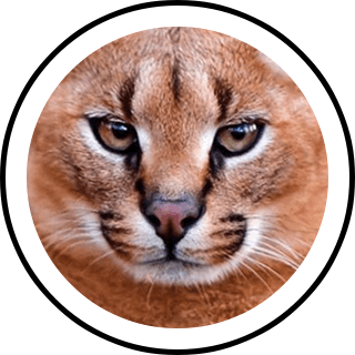 Caracal PNG Images