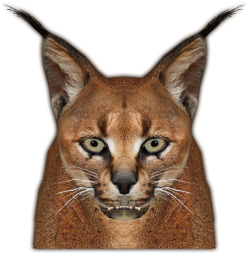 Caracal PNG Picture