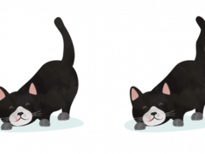 Cat Tail PNG Photos