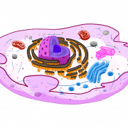 Cell PNG Clipart