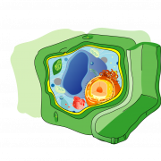 Cell PNG Pic
