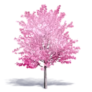 Cherry Blossom Tree PNG Image