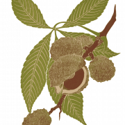 Chestnut PNG Clipart
