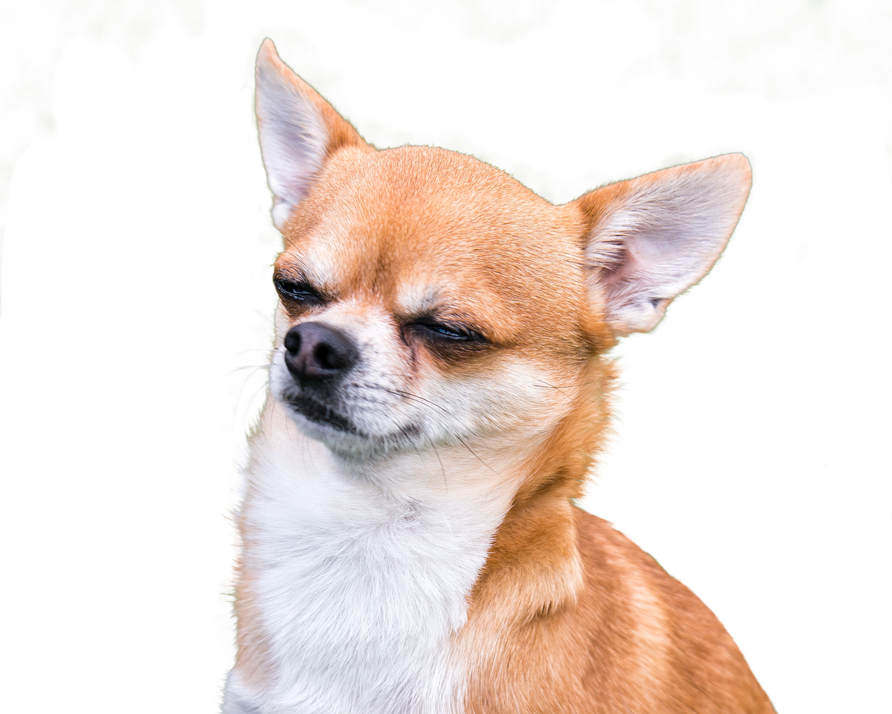 Chihuahua PNG Cutout - PNG All | PNG All