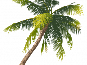 Coconut Tree PNG