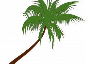 Coconut Tree PNG Image File