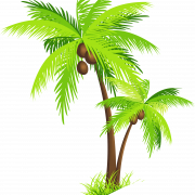 Coconut Tree PNG Photos