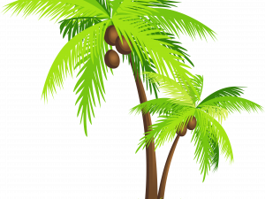 Coconut Tree PNG Photos