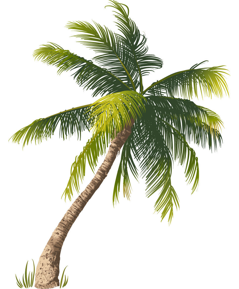 Coconut Tree PNG