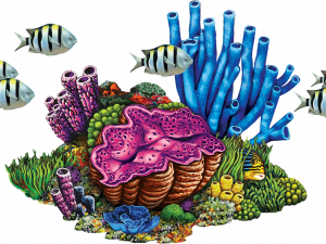 Coral Reef PNG Photos