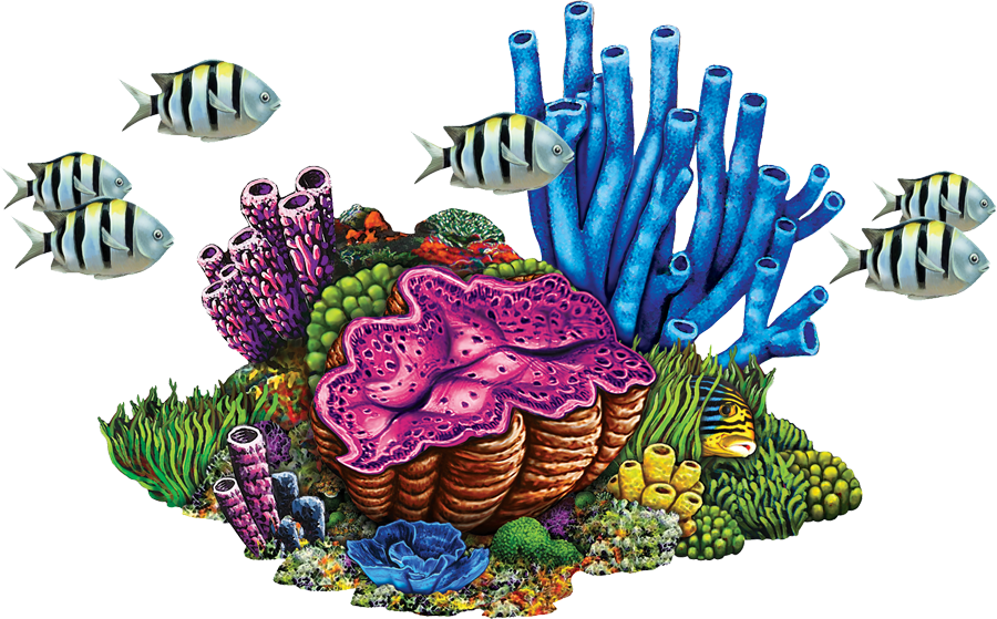Coral Reef PNG Transparent Images - PNG All