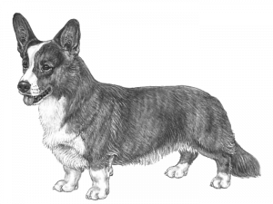 Corgi