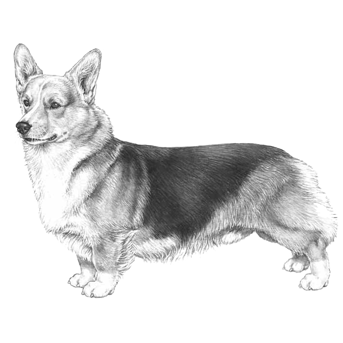 Corgi No Background