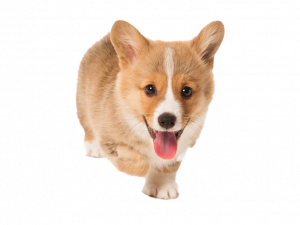 Corgi PNG Clipart