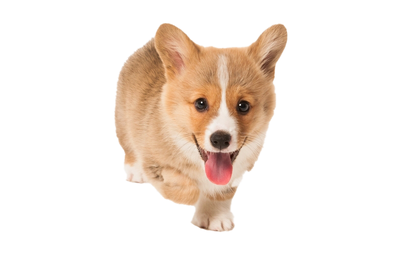 Corgi PNG Clipart