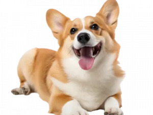 Corgi PNG File