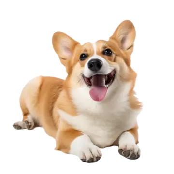 Corgi PNG File