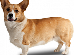 Corgi PNG Free Image