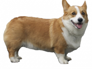 Corgi PNG HD Image