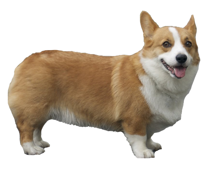 Corgi PNG HD Image