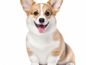 Corgi PNG Image File