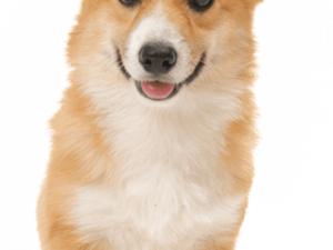 Corgi PNG Image HD