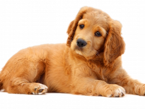 Cute Dog PNG Images HD