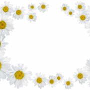 Daisies PNG Image HD - PNG All | PNG All