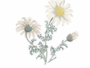 Daisy Flower