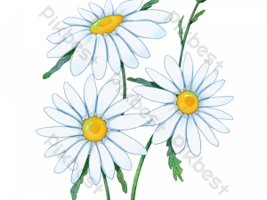 Daisy Flower Background PNG