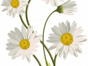 Daisy Flower PNG