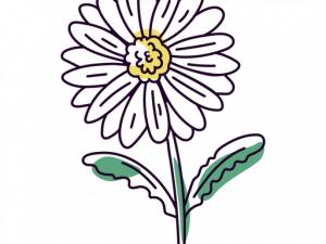 Daisy Flower PNG Background