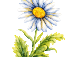 Daisy Flower PNG Clipart