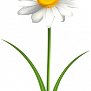Daisy Flower PNG Cutout
