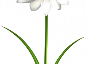 Daisy Flower PNG Cutout