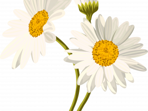 Daisy Flower PNG File