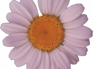 Daisy Flower PNG HD Image