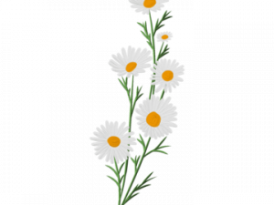 Daisy Flower PNG Image