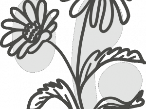 Daisy Flower PNG Image HD