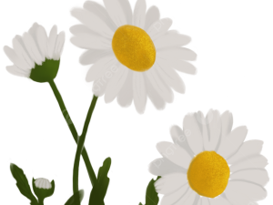 Daisy Flower PNG Images