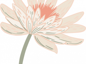 Daisy Flower PNG Images HD