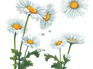 Daisy Flower PNG Photo