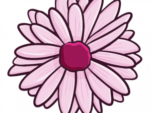 Daisy Flower PNG Photos