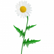 Daisy Flower PNG Picture