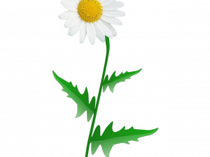 Daisy Flower PNG Picture