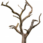Dead Tree PNG Cutout