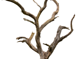 Dead Tree PNG Cutout